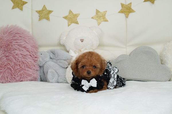 モデル犬候補 綺麗なレッド小さく可愛い女の子 3416 トイプードル ティーカッププードルのブリーダー ケネルカナン