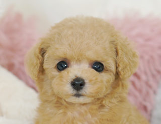 クリーミィで優しいカラー とっても可愛いアプリコットの女の子 294 生体価格 850 000円 トイプードル ティーカッププードルのブリーダー ケネルカナン