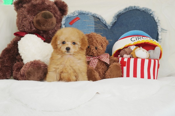 クリーミィで優しいカラー とっても可愛いアプリコットの女の子 294 生体価格 850 000円 トイプードル ティーカッププードルのブリーダー ケネルカナン