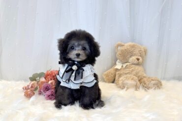 シルバー（グレー）の女の子