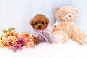 大きなぱちくりおめめがチャームポイントのシルバーちゃん