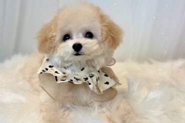 上品なシルバーカラーと愛らしさ全開♡特別な甘えん坊なグレー（シルバー）の女の子＊4515