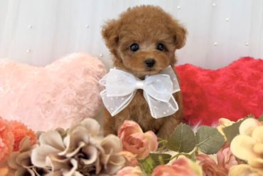 毛量たっぷり！短足あんよでふわふわ可愛いグレー（シルバー）の男の子＊4571