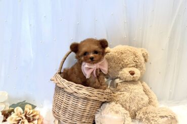 穏やかで優しい♡マイペースな可愛さに癒されるグレー（シルバー）の男の子＊4606