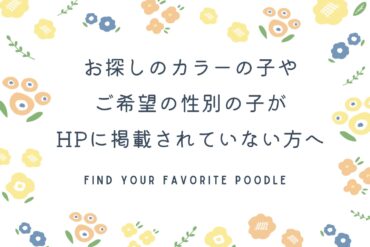 くりくりおめめでマズル激短！アイドルフェイスのオレンジフォーンちゃん