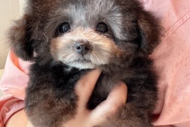 オレンジフォーン（アプリコット）の女の子＊