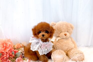 オレンジフォーン（アプリコット）の女の子＊4655