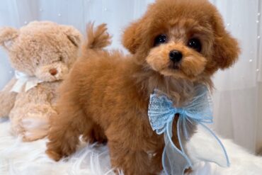 足も胴も短い２頭身ぎゅっと詰まったフォルムがかわいいシルバー（グレー）の男の子＊