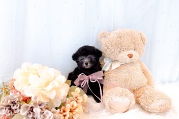 410gでデビュー！ちびちび！毛量たっぷり！オレンジフォーン（アプリコット）の女の子＊4640