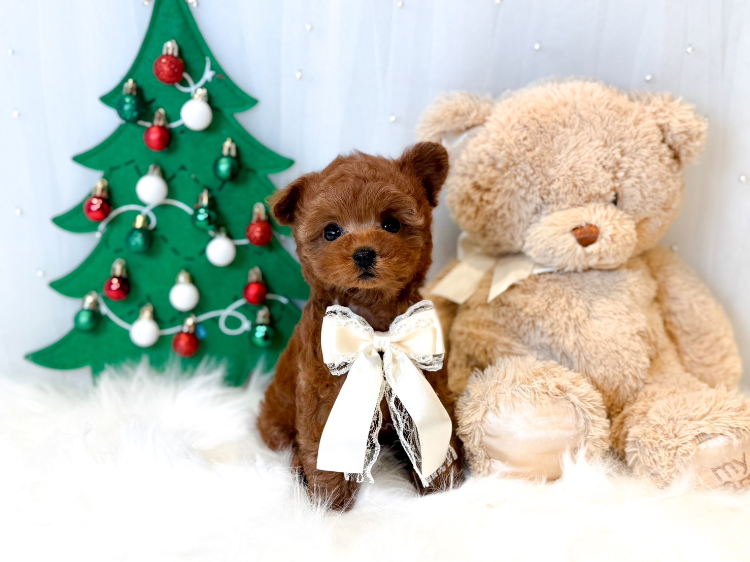 レッドフォーンちゃん | トイプードル専門店｜フェアリスリール＊福岡博多