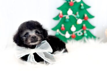 プードルの原色！きれいなホワイトの女の子