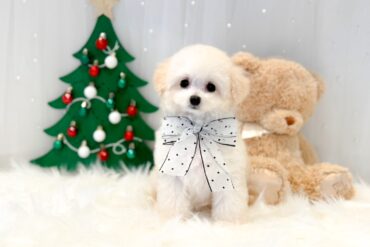 大きなぱちくりおめめがチャームポイントのシルバーちゃん