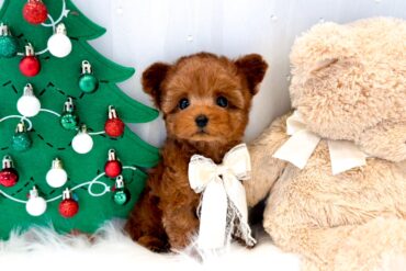 大きなたれめに優しい色合いのオレンジフォーンちゃん