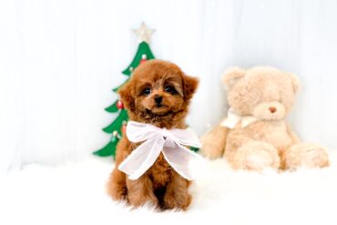 激レアです！パーフェクトかわいい上品なシルバー（グレー）の女の子＊4664