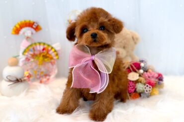 短足×爆毛！！かわいくないわけがない！