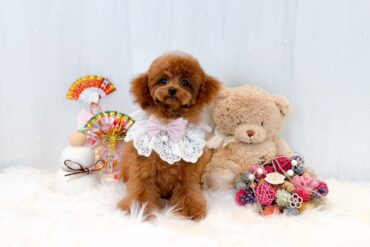 短足×爆毛！！かわいくないわけがない！