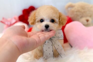 レッドフォーンちゃん