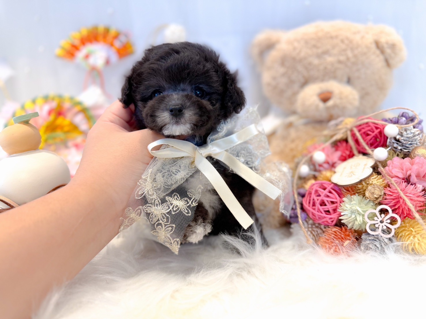 唯一無二のカラー！4本脚に靴下を履いた女の子 | トイプードル専門店