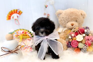 くりくりおめめでスタイル抜群！レッドフォーン（レッド）の女の子＊