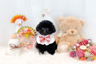 もこもこの家族探しのお手伝い始めました！