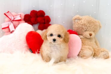 おめめくりくりシルバー（グレー）の女の子