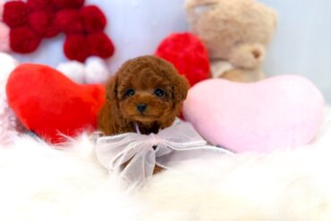 もこもこの家族探しのお手伝い始めました！