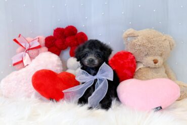 ビジュアル最強！！レッドフォーン（レッド）の女の子