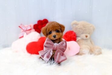 おめめくりくりシルバー（グレー）の女の子