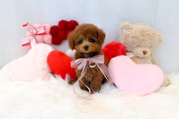 おおきなたれめのレッドフォーンの女の子