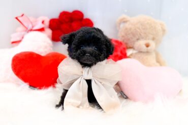 ビジュアル最強！！レッドフォーン（レッド）の女の子