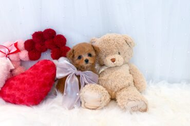 レッドフォーンちゃん